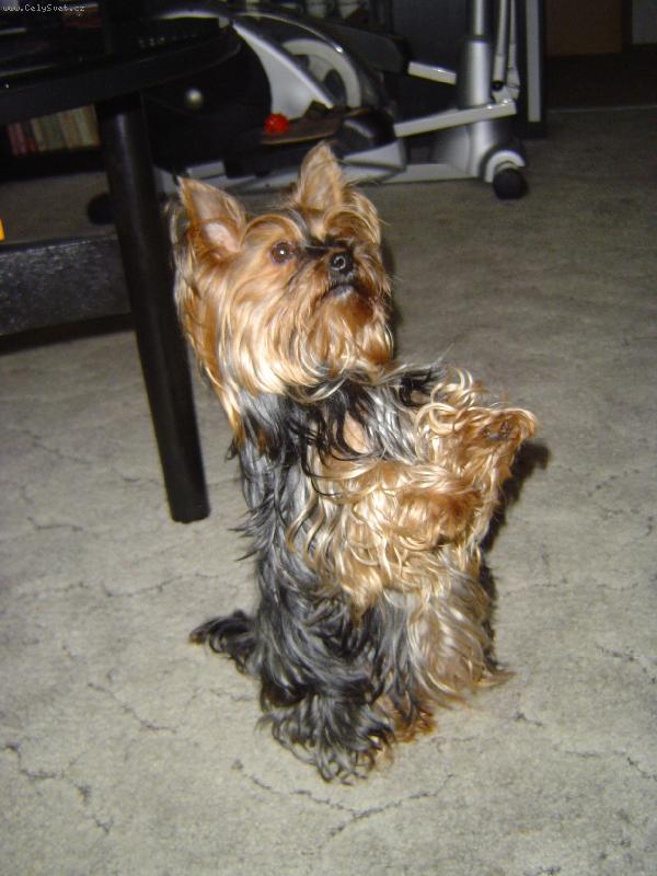 Foto: Kikinka pros�