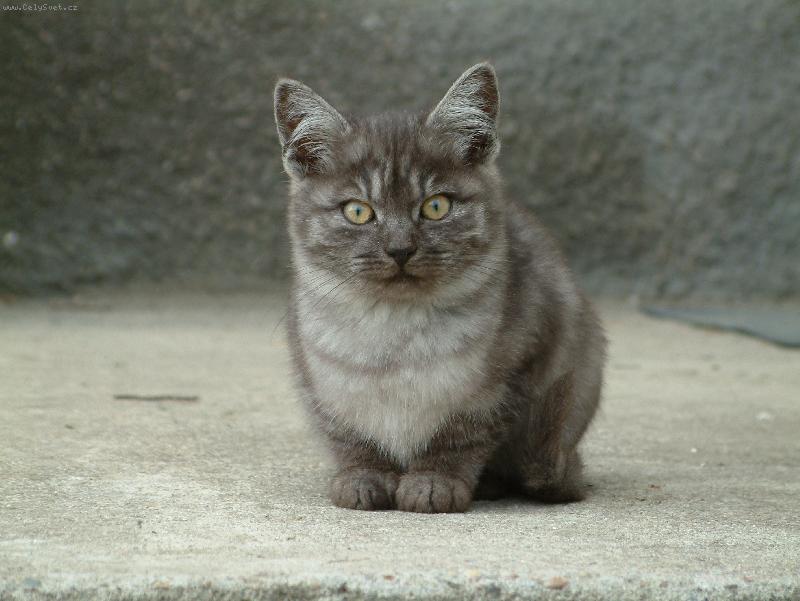 Foto: Kot� ve skl�rn�ch-Mal� kot� na zahrad� p�i exkorzy ve skl�rn�ch