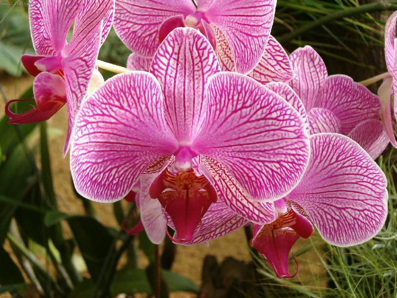 Foto: orchidej-kr�sa jm�nem -Orchidej-