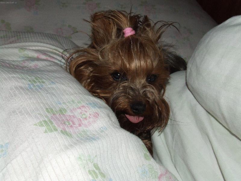 Foto: P�ve prebuden� Kirby-zima 2006