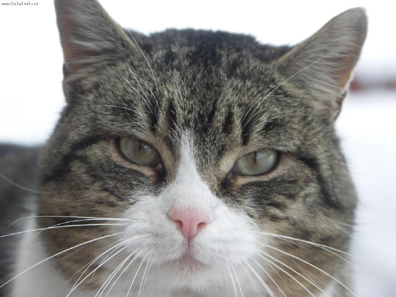 Foto: kocourek Mourek-To jsem fe��k?