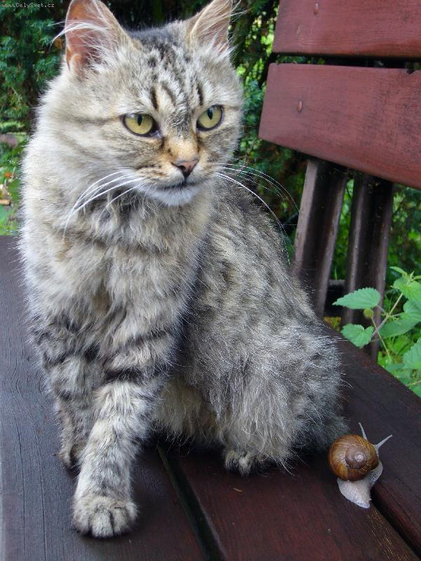 Foto: Hl�d�m mal�ho kamar�da