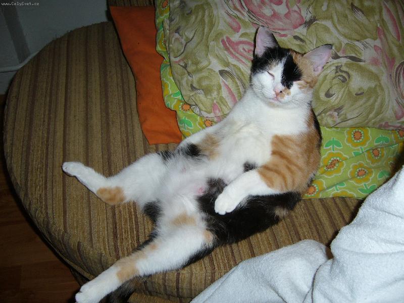 Foto: kouk�n� na televizi-takto se s n�mi d�v� Mind��ek na televizi, zrovna kdy� nekoj� dv� kr�sn� kot�tka