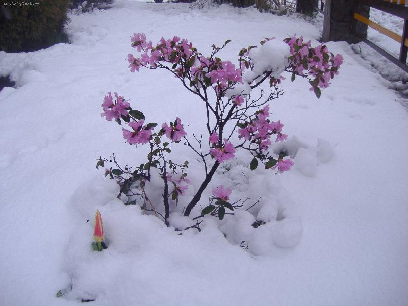 Foto: jaro-jaro u� je tu