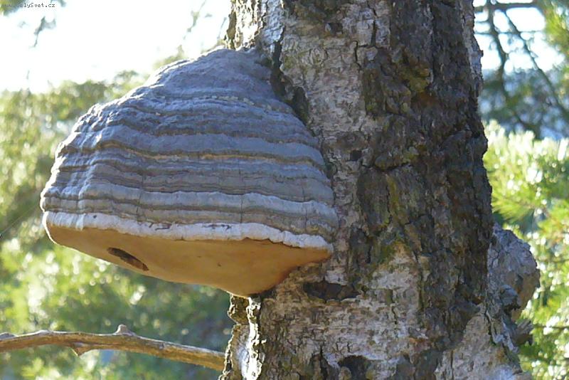 Foto: Kdepak Ty pt��ku hn�zdo m�?