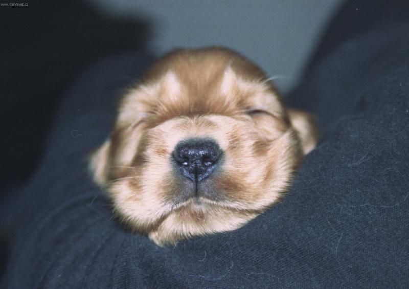 Foto: jaj-sp�nok nevidom�ho