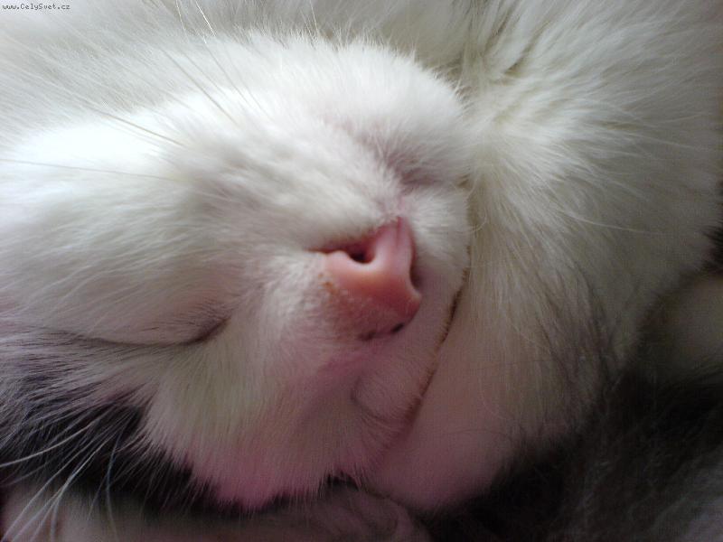 Foto: Bob�nek-2. let� k��enec ko�ky domac� a persk�.