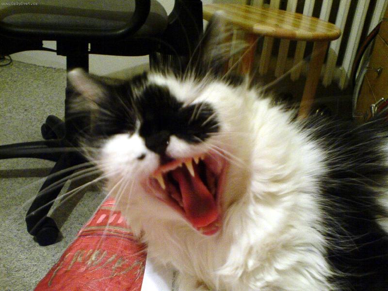 Foto: Matylda-Jsem velk� �elma