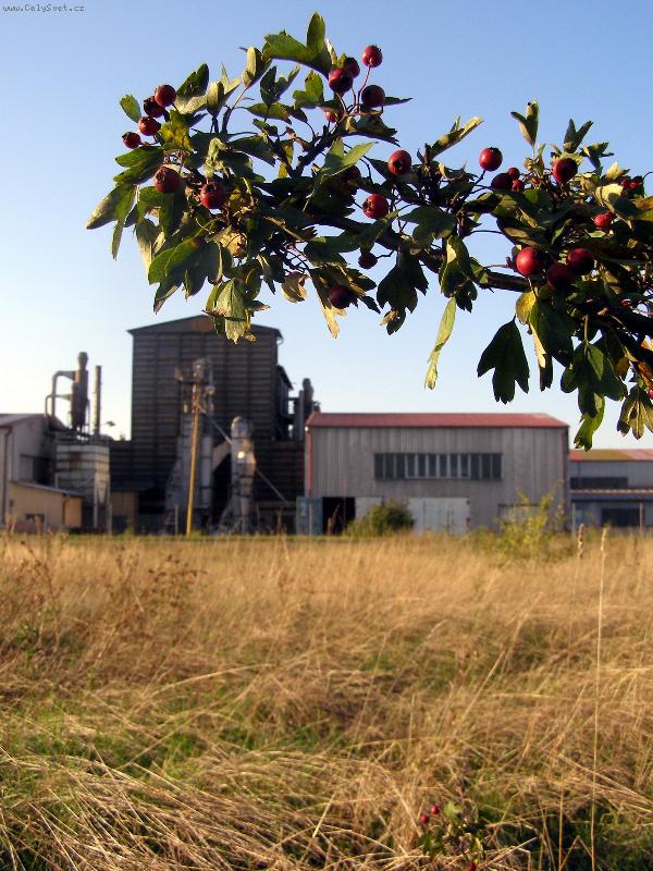 Foto: ��pkov� ke�-�el jsem po poln� cest� kolem dr�be��rny, a najednou, kde se vzal, tu se vzal ��pkov� ke� obklopen� �lutou tr�vou. Dr�be��rna v pozad� je z�m�r jako kontrast p��rody (��pek) a civilizace (dr�be��rna).