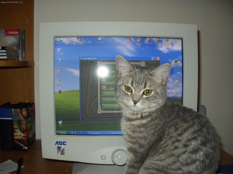 Foto: Kocourek Miky-U po��ta�e