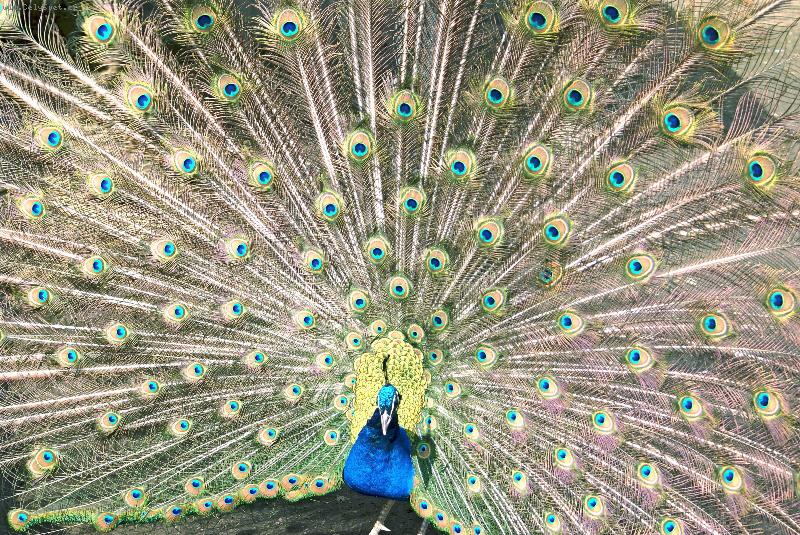 Foto: P�v korunkat� (Pavo cristatus)-ZOO Jihlava