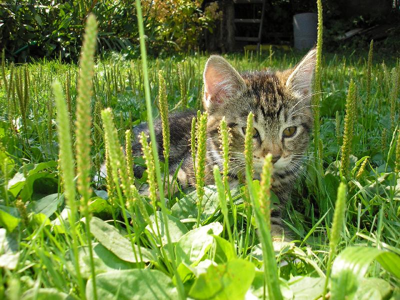 Foto: Krist�nka-Babi�ky ko�i�ka-Krist�nka kter� i se s sv�m br�kou Dane�kem letos v zim� zem�ela (oba byli rok sta��). Nikdo nev� pro� ale nikdo jim nedok�zal pomoct ... Oba n�m moc chyb�.