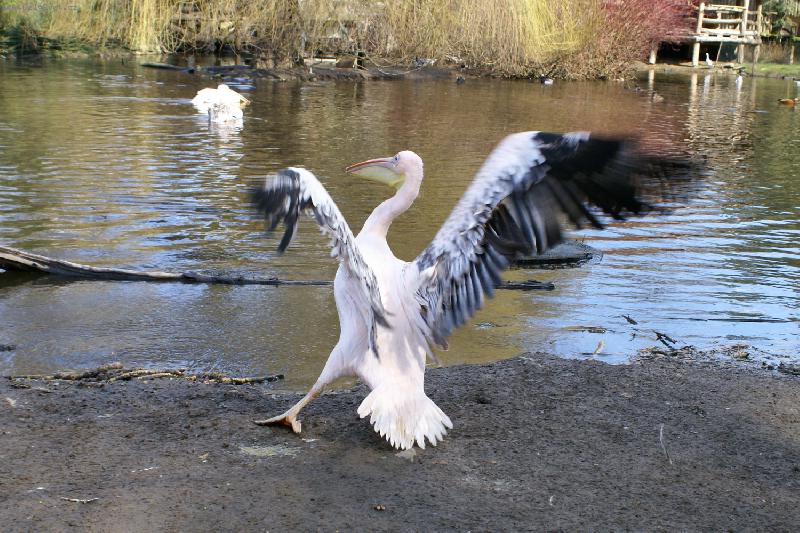 Foto: Tan��c� pelik�n-ZOO Jihlava