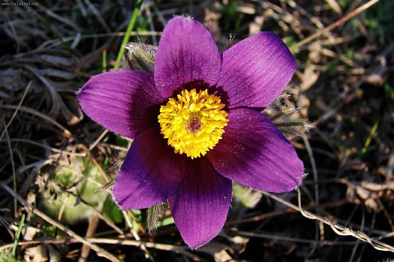 Foto: kr�sn� koniklec