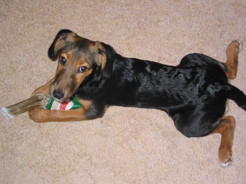 Foto: Bobinka-Kost si vemte, ale m��ek nepustim...