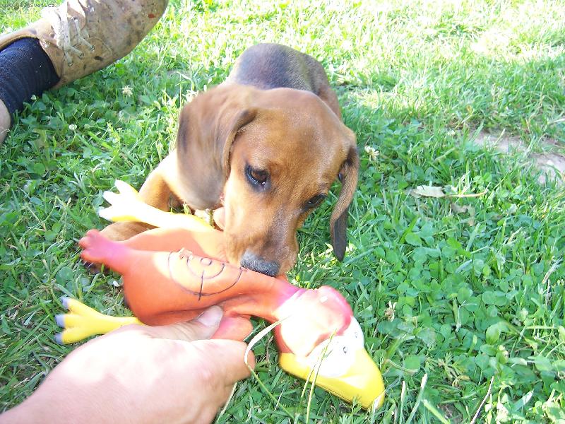 Foto: Vikina-p�etahovan�....