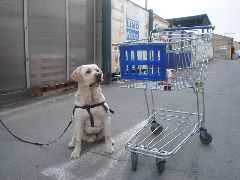 Foto: na n�kupu-J� v�m, moc jsem toho nekoupil, ale p��t� se polep��m