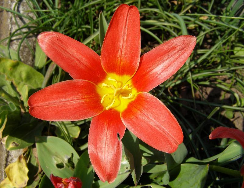 Foto: Jaro ve sv� kr�se...-Tulip�n