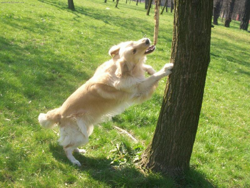 Foto: Arki-z�pas�m se stromem