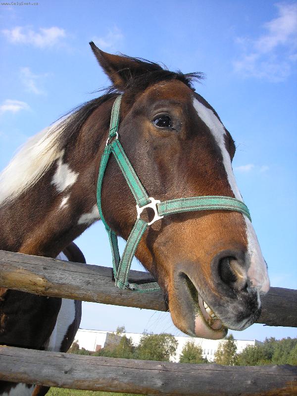 Foto: sm�j�c� se Apa�