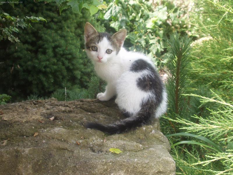 Foto: kot� na kameni-na�e vykulen� kot� se chlad�