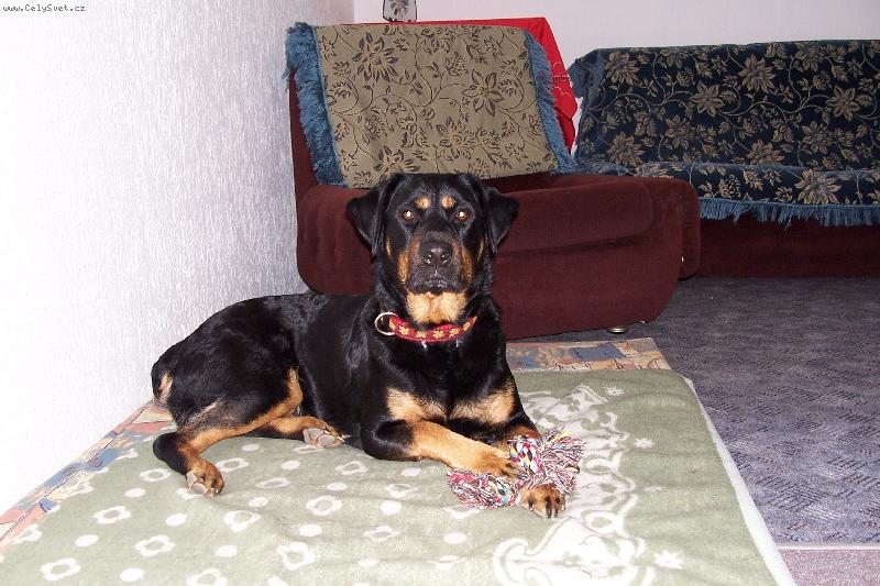 Foto: M�ja-...m�j pel�ek :o)