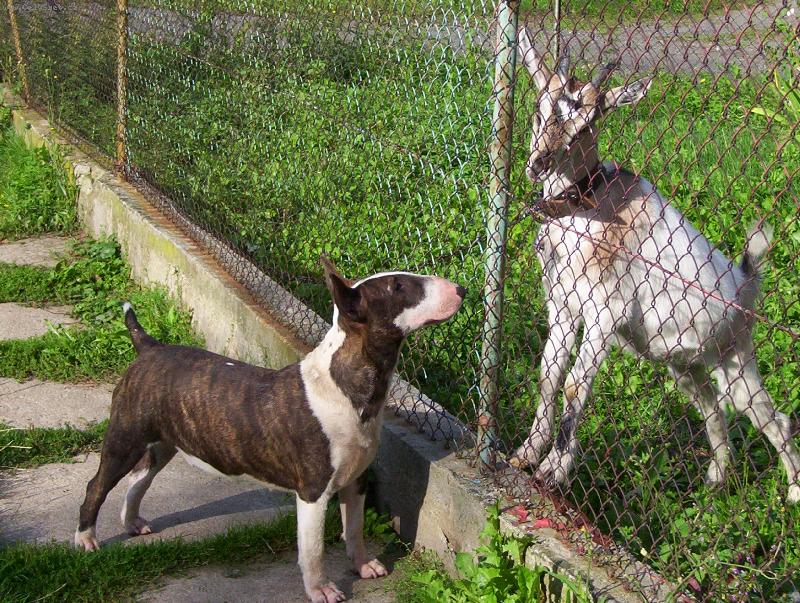 Foto: Ty jsi ale divn� koza :)