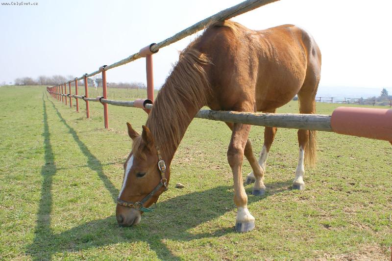 Foto:  HAT�TITL�-Farma B.Pol�vky