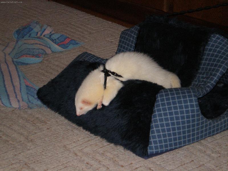 Foto: Fredy-To se mi to doma chrupe