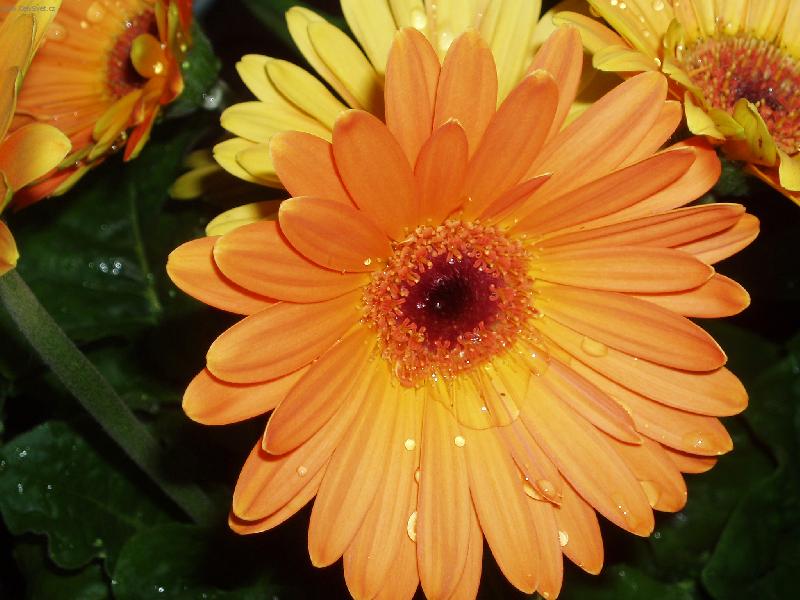Foto: Gerbera