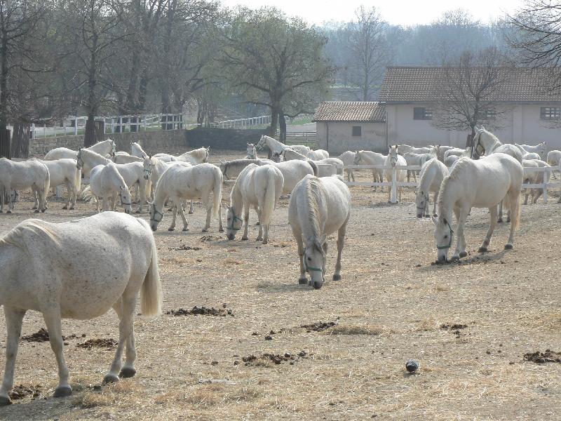 Foto: RELAXACE-ST�DO LIPIC�N�