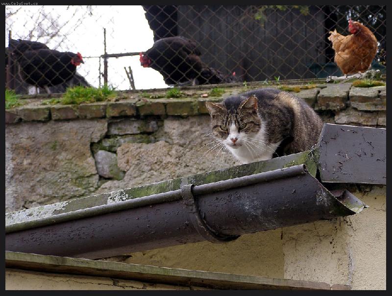 Foto: Vesnick� ko�ka