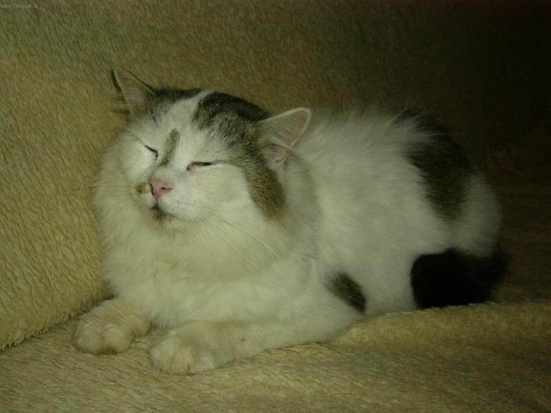 Foto: Max�k-Nekoukat... pr�v� se py�n�m svou kr�snou srst� :D