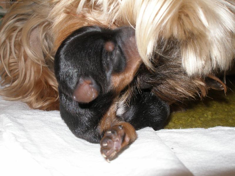 Foto: jork���� miminko