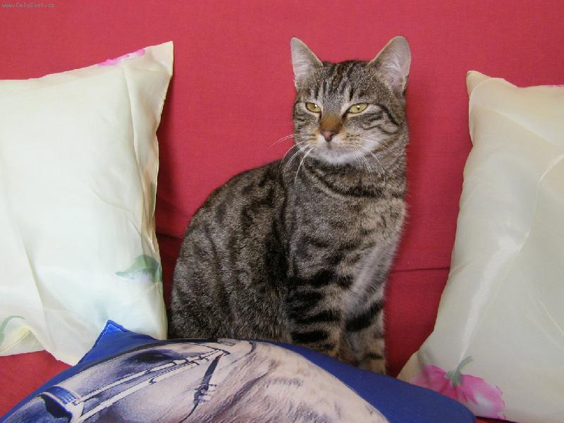 Foto: Portr�t-Kr�tk� chvilka, kdy m�j kocour ne�in� sed� :D