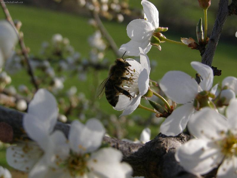 Foto: V�elka na kv�tu