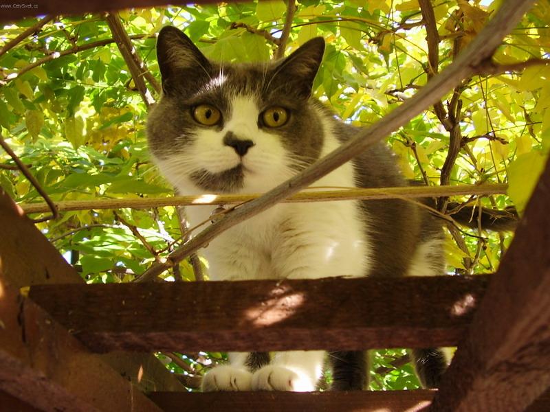 Foto: T�na v zahrad�