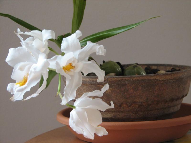 Foto: Coelogyne oristata