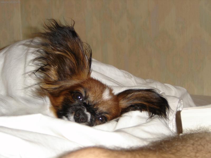 Foto: gizmo-siesticka