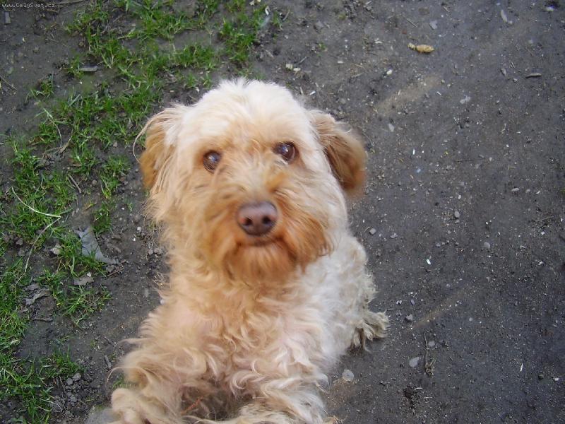 Foto: Riki-Pus� m� pros�m