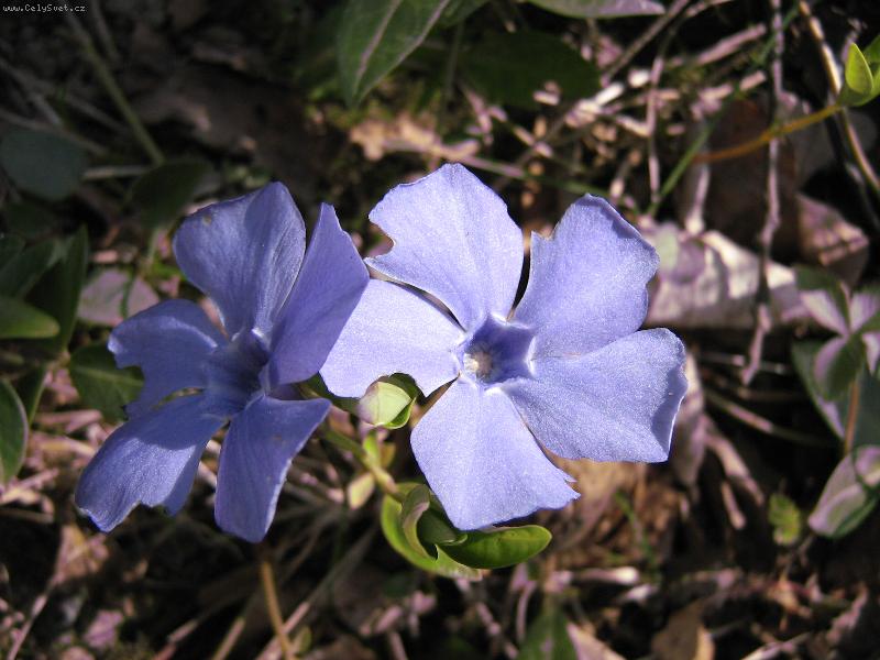 Foto: Br��l barv�nek