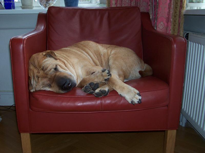 Foto: Maxi-velk� mimi