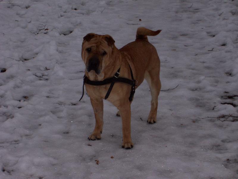 Foto: �arpejka Maxi