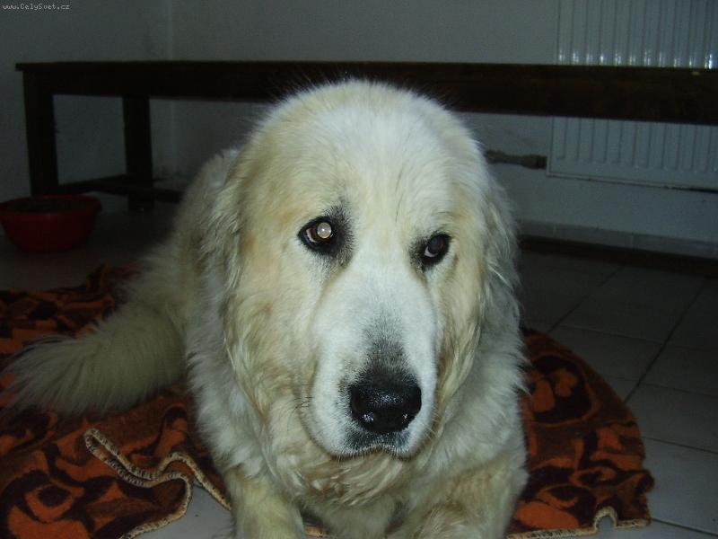 Foto: airen-nase pyrenejci babicka aja