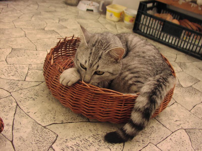 Foto: ��h�m ��h�m-��h�n� na prov�zek