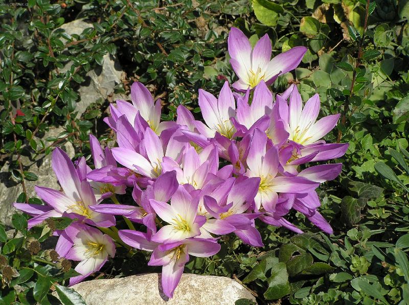 Foto: Fialov� n�dhera