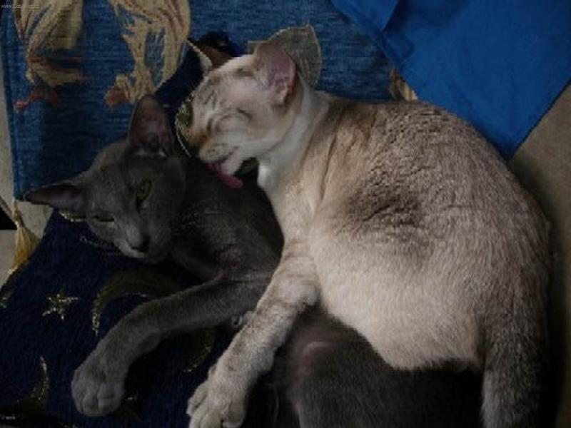 Foto: Amigo a Samantha-Miluji T� k se�r�n�...