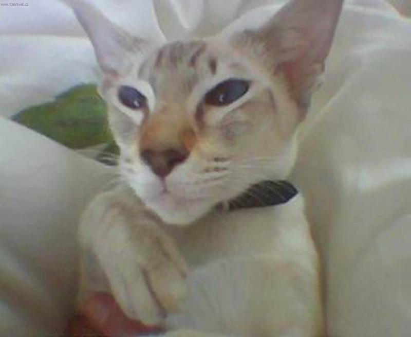 Foto: Samantha-Moje mal� d�mi�ka