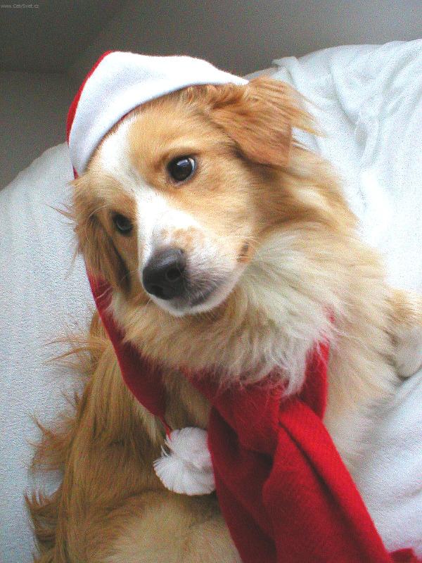 Foto: vo��ek Andy-And�sek je n� nejhez�� v�no�n� d�rek