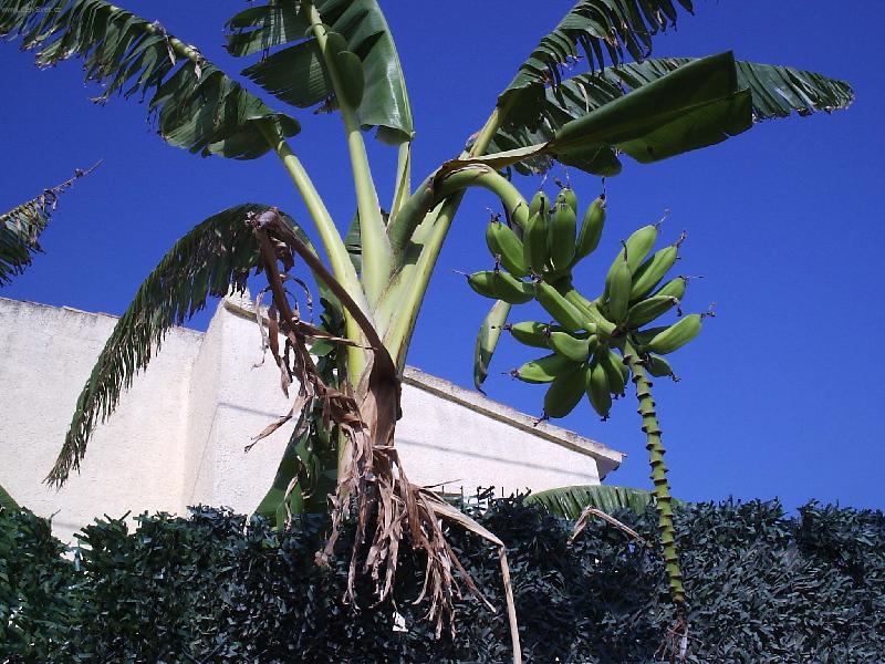 Foto: bananovnik-Foceno ve Spanelsku